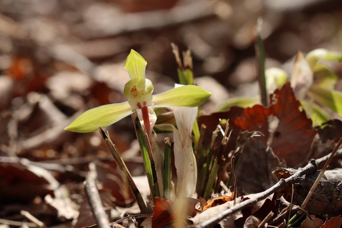 Cymbidium goeringii — search result for 'Cymbidium'