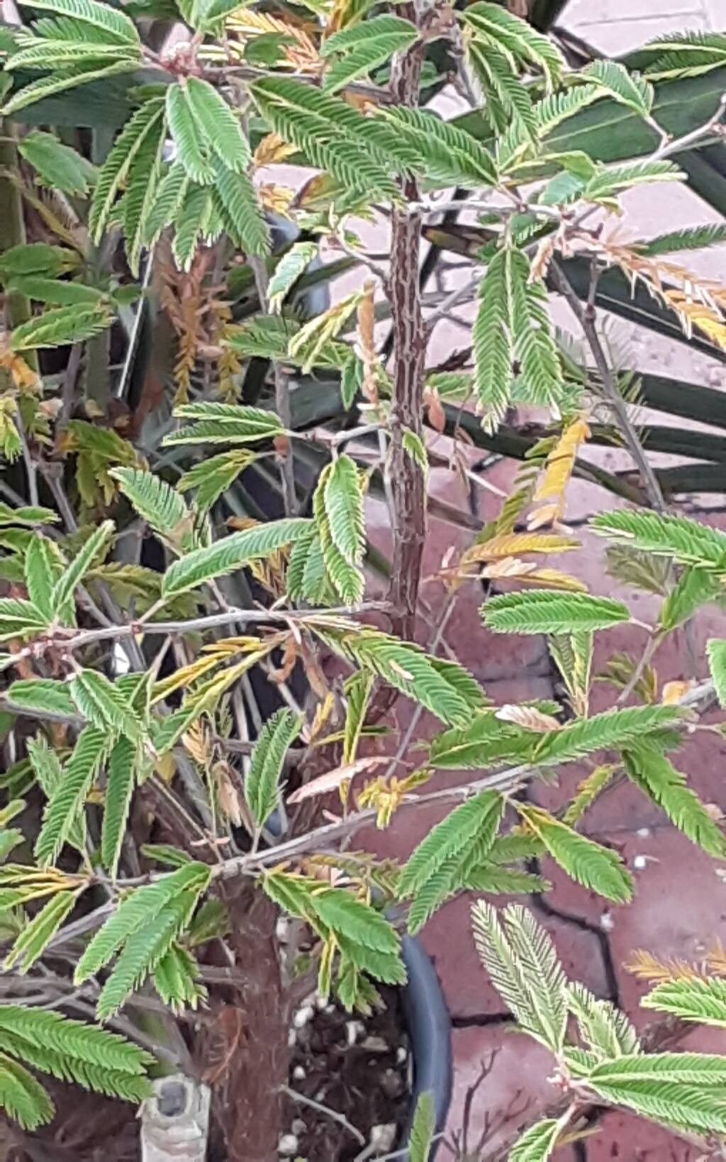 Calliandra spinosa habit