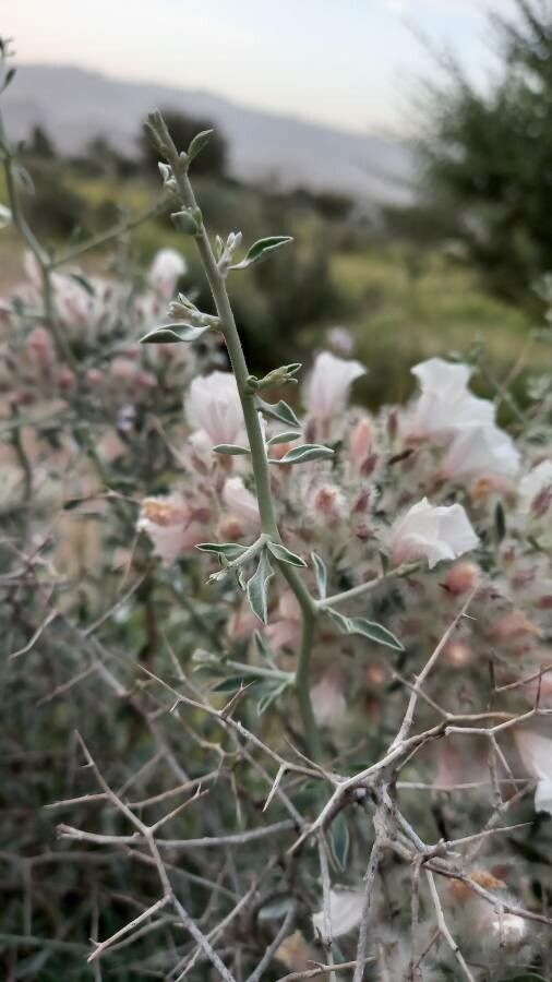 Convolvulus tauricus other