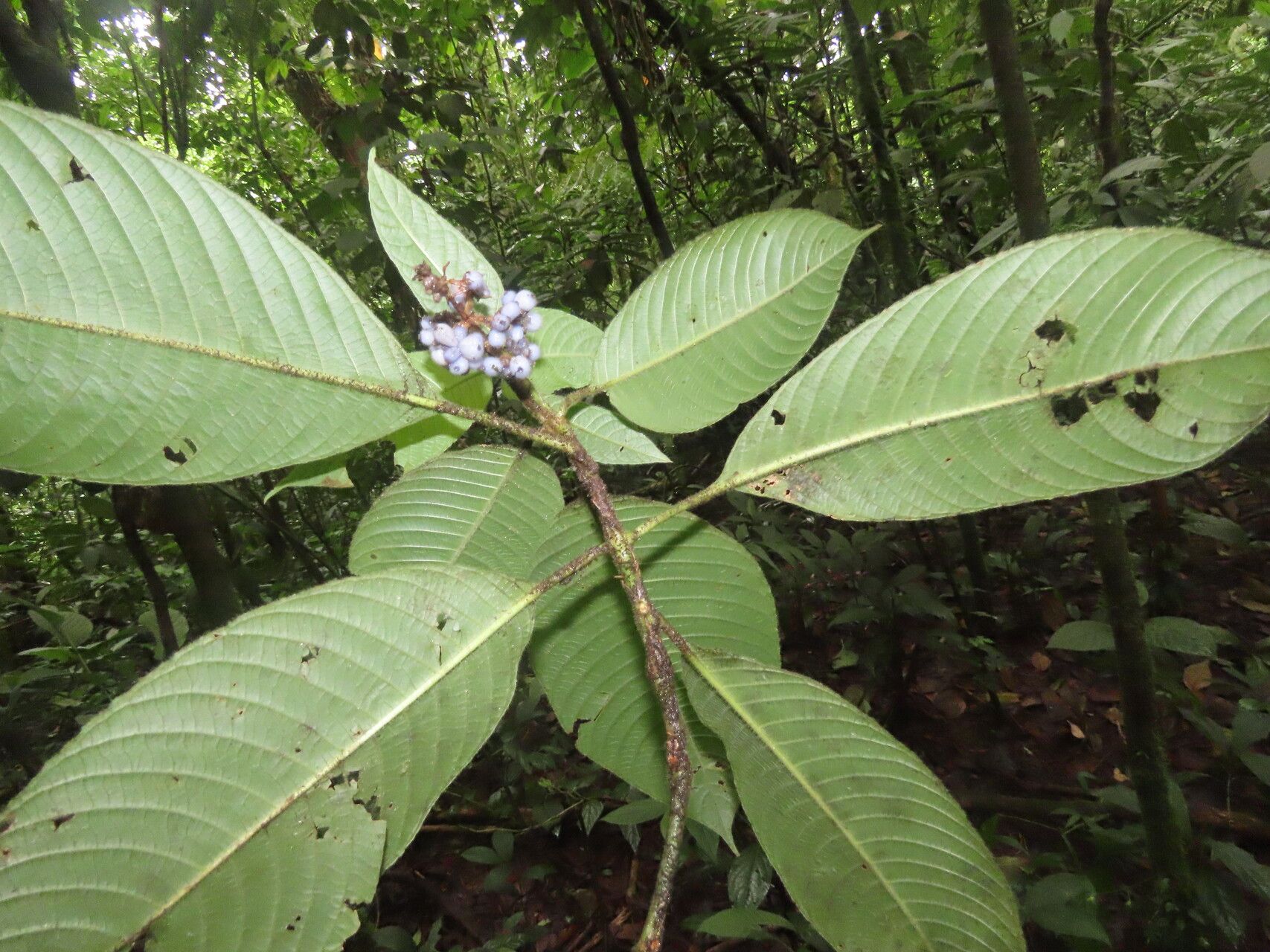 Palicourea pilosa leaf