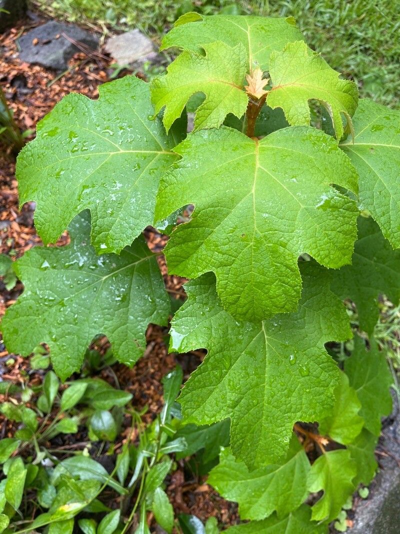 Smallanthus uvedalius leaf