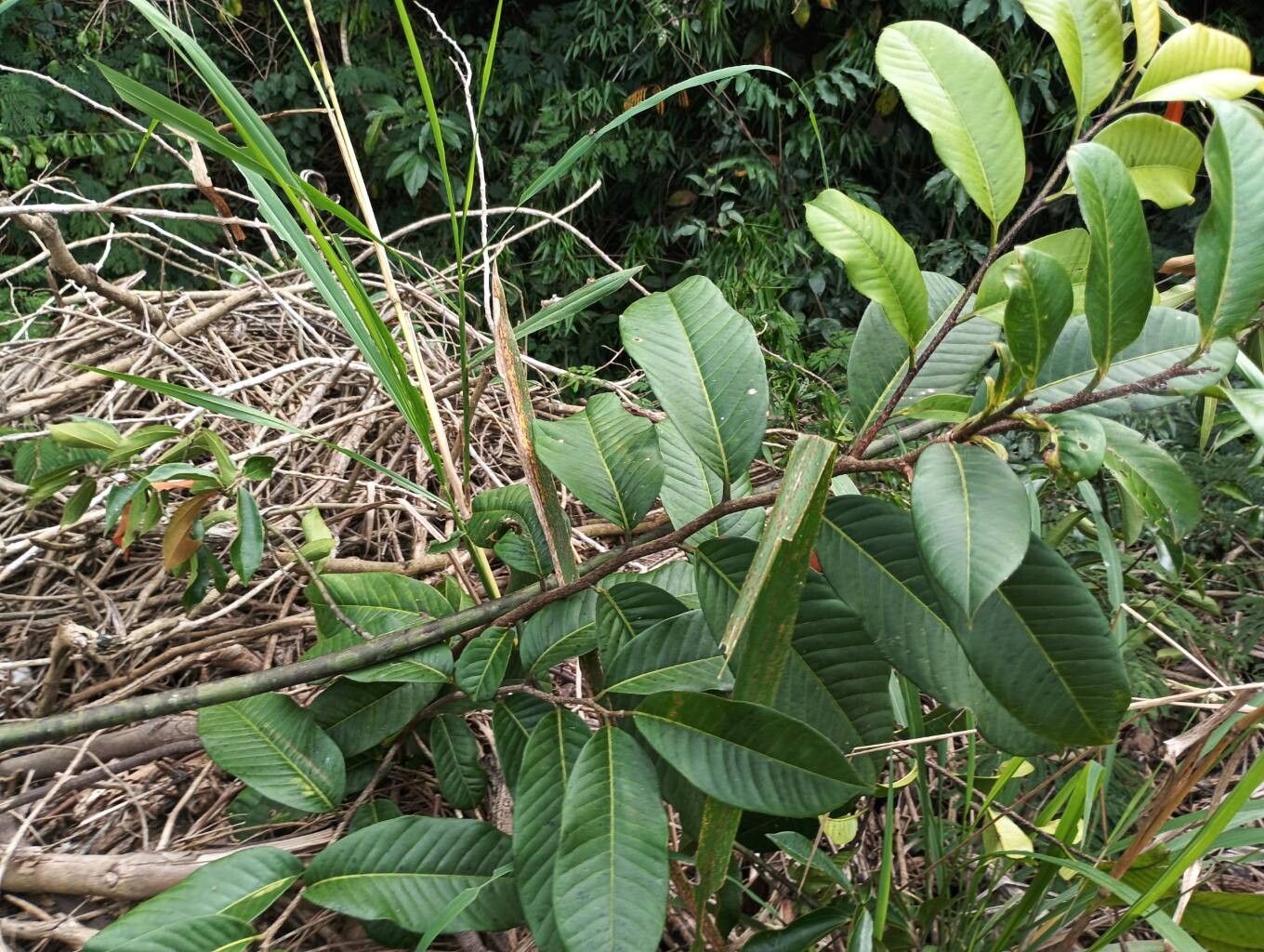 Lecythis lurida leaf