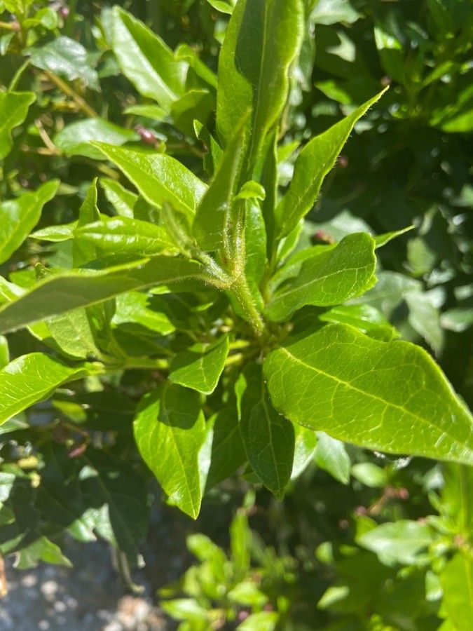 Withania aristata leaf