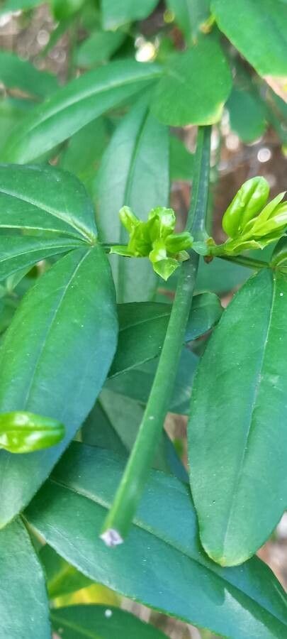 Jasminum mesnyi leaf