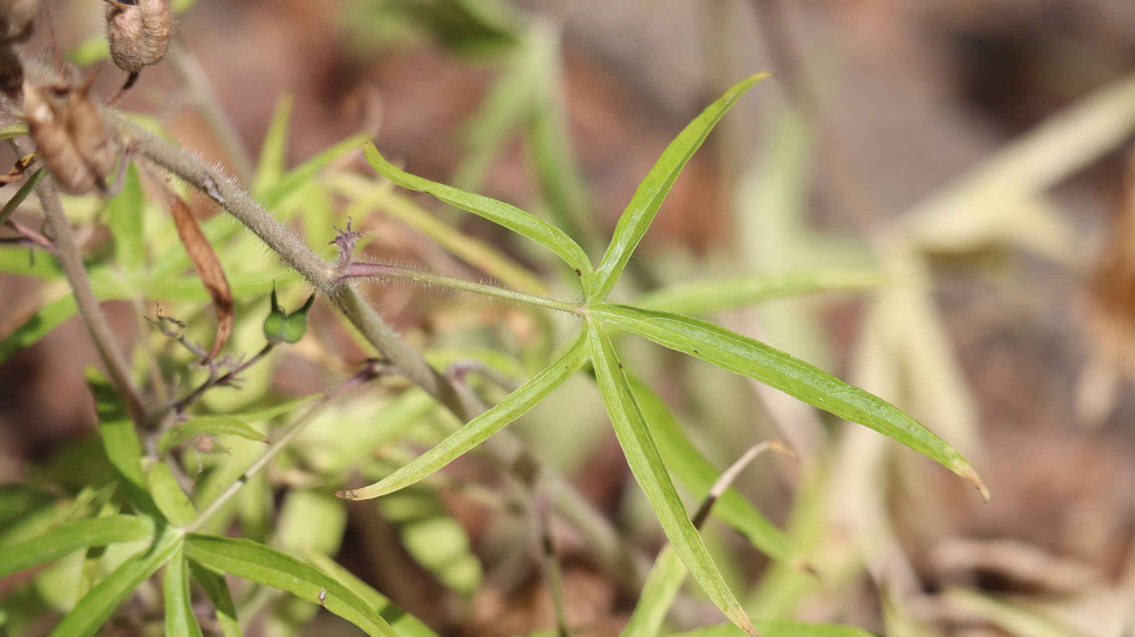 Delphinium requienii — search result for 'Delphinium'