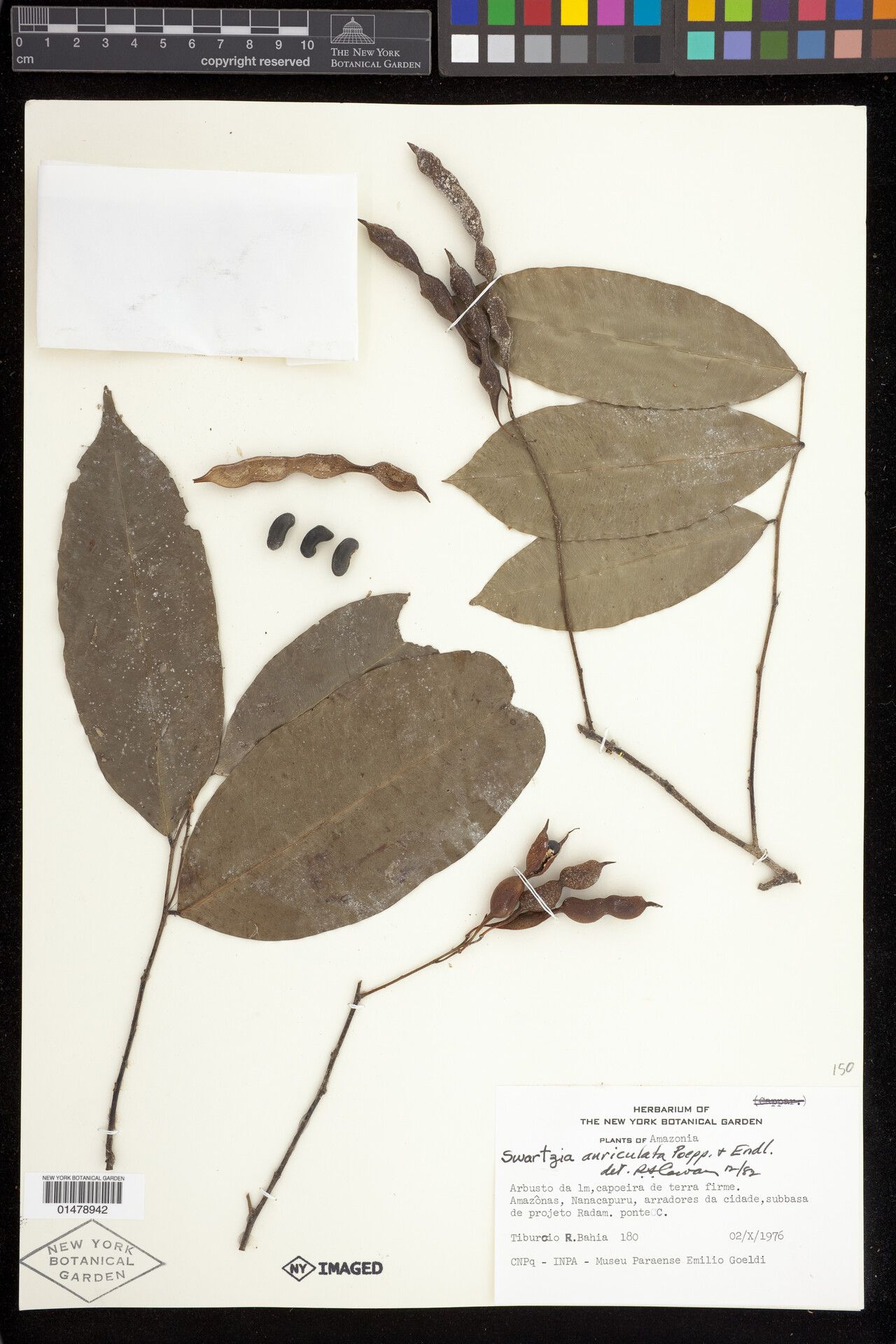 Swartzia auriculata fruit