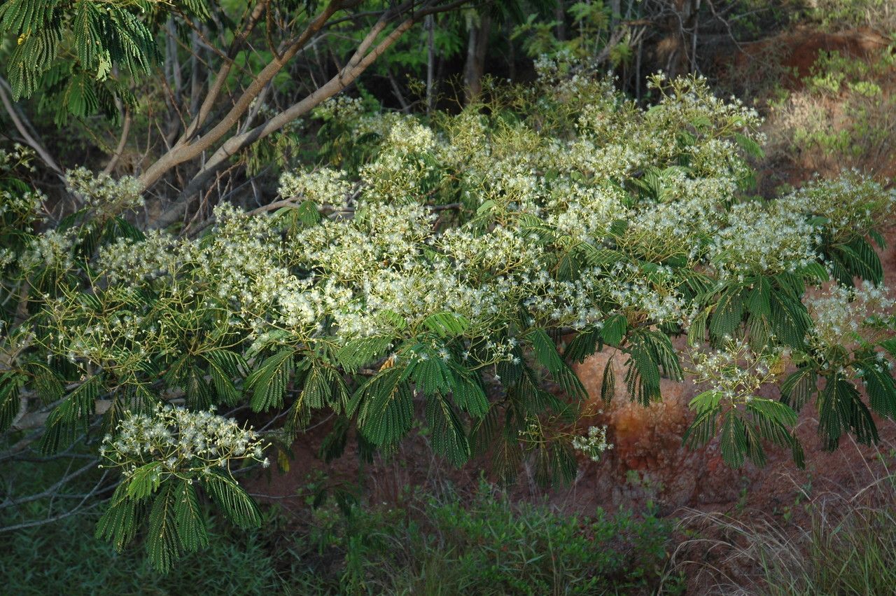 Falcataria moluccana flower