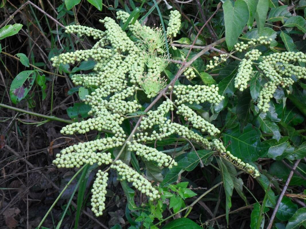 Combretum laxum fruit