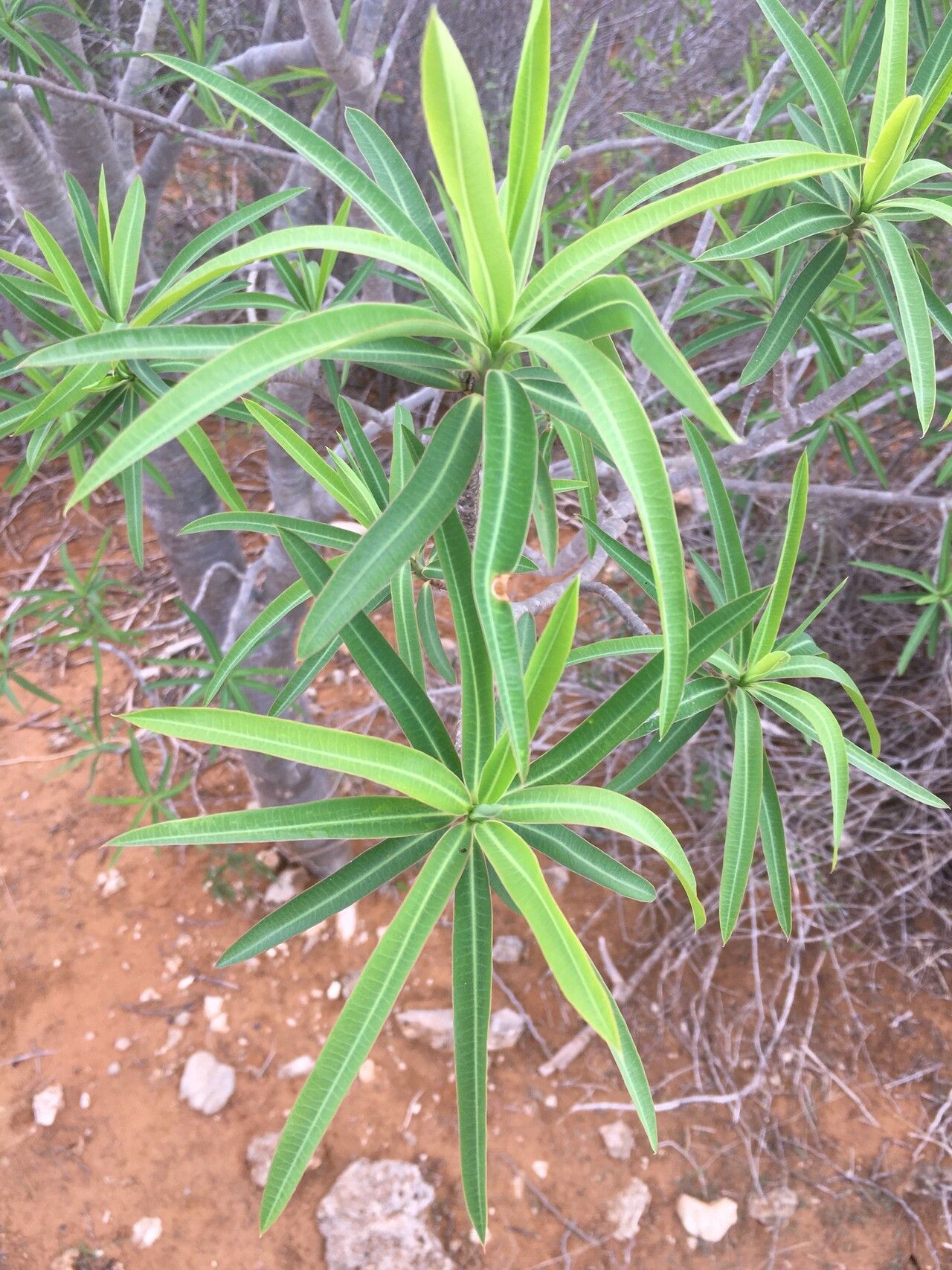 Euphorbia antso leaf