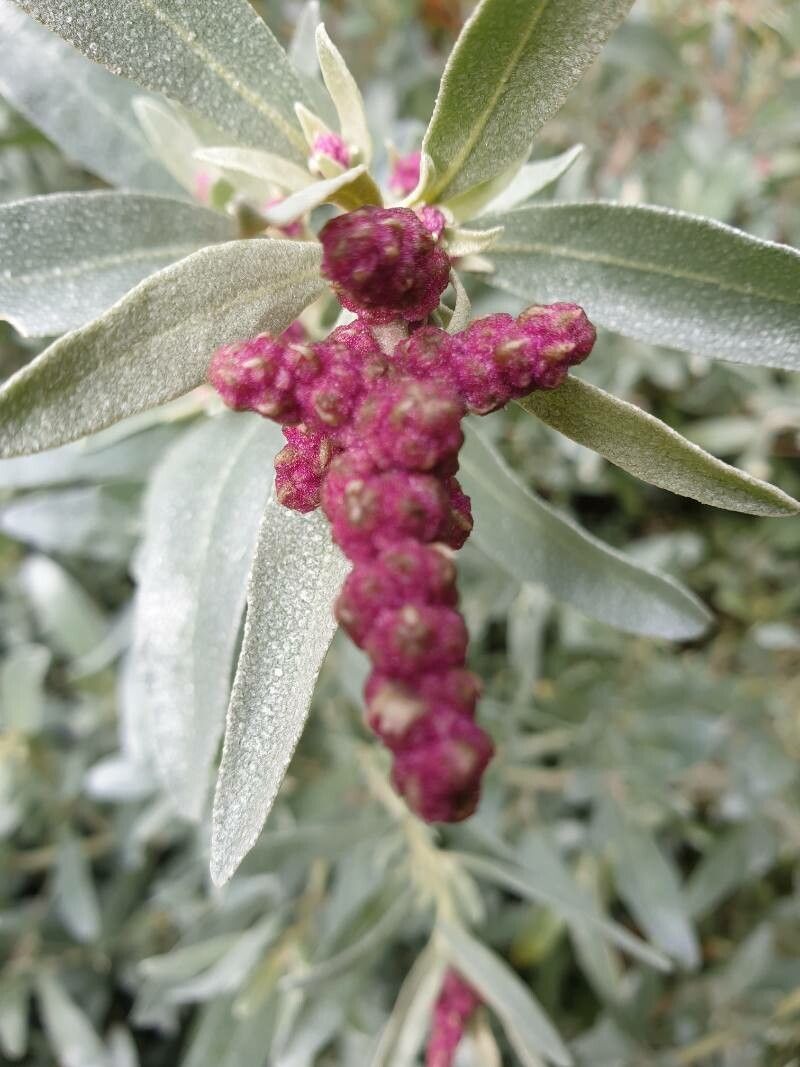 Atriplex cinerea flower