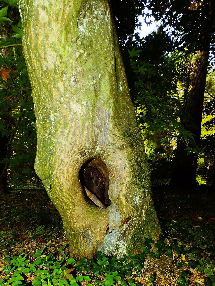 Acer campbellii bark