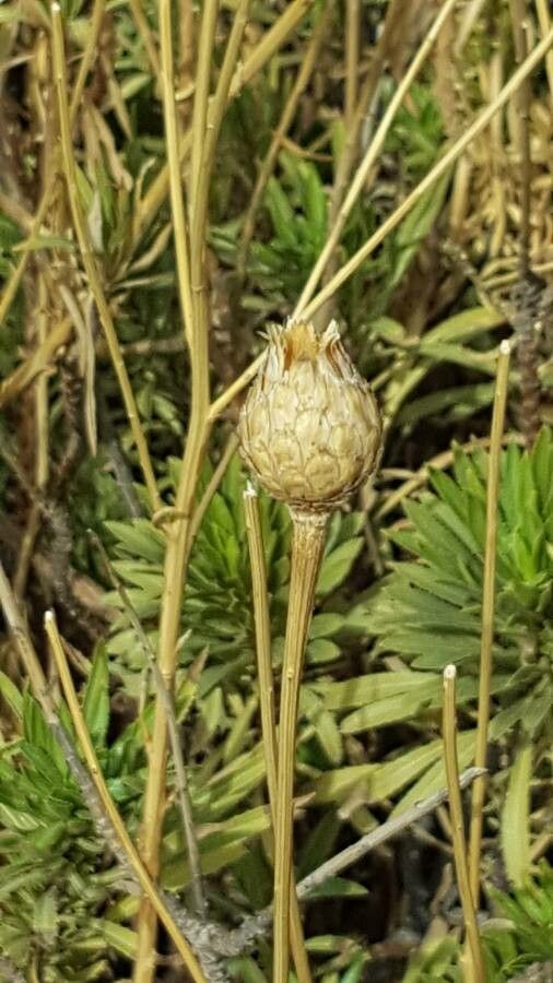 Cheirolophus teydis fruit