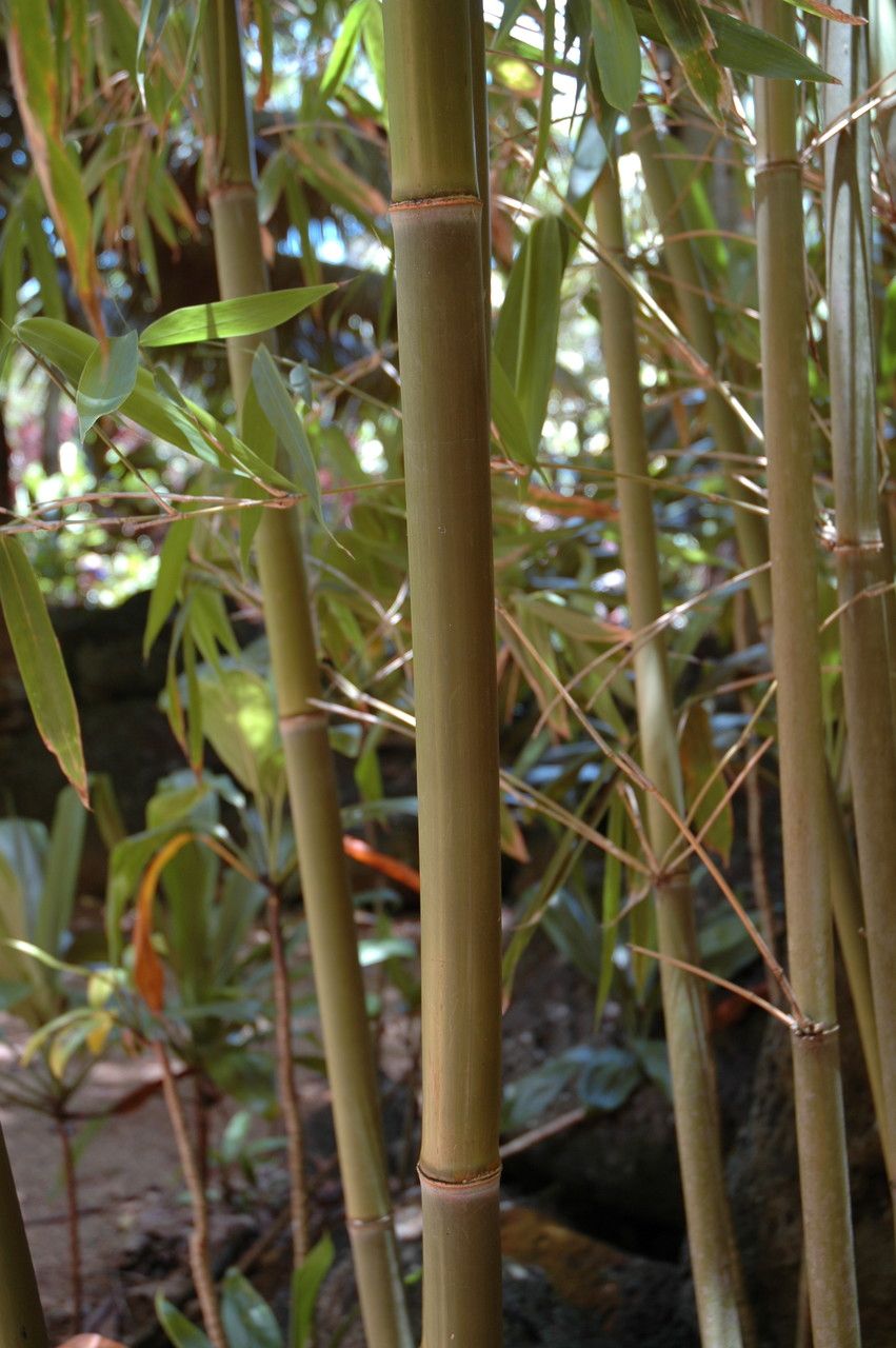 Schizostachyum glaucifolium bark