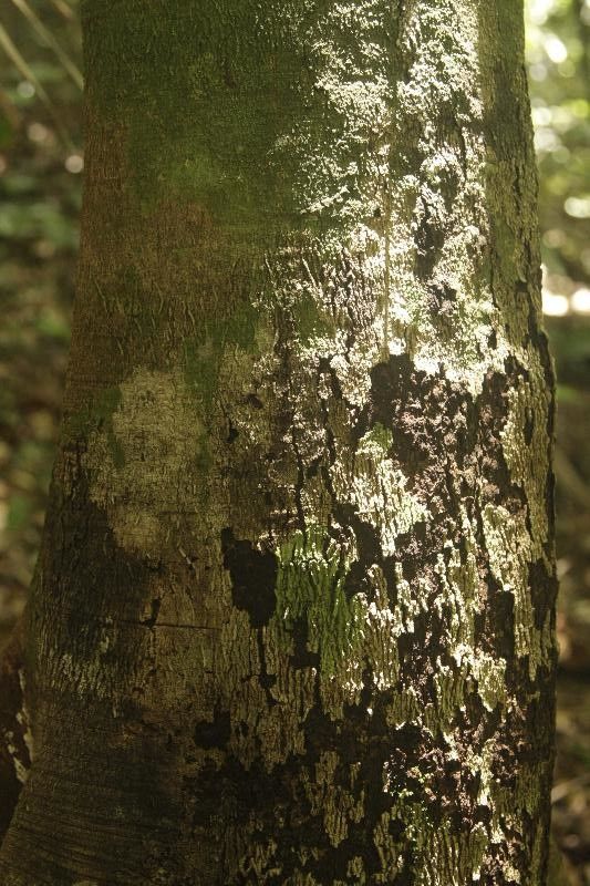 Protium cuneatum bark