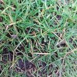 Cynodon dactylon