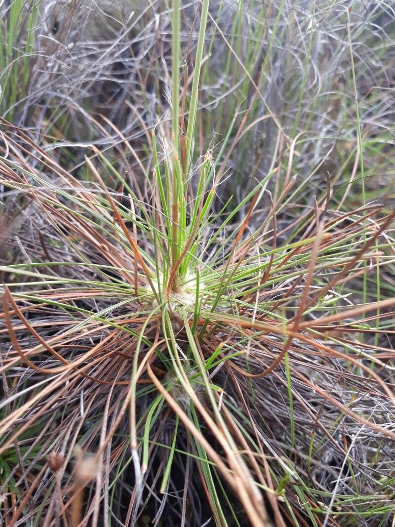 Bulbostylis lanata — houseplant care guide