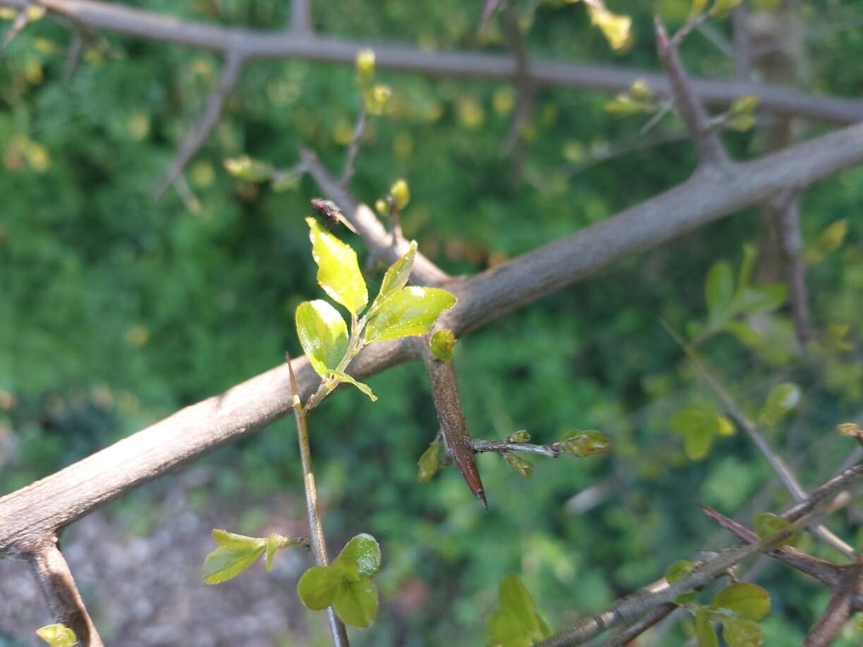 Rhamnus rosthornii other