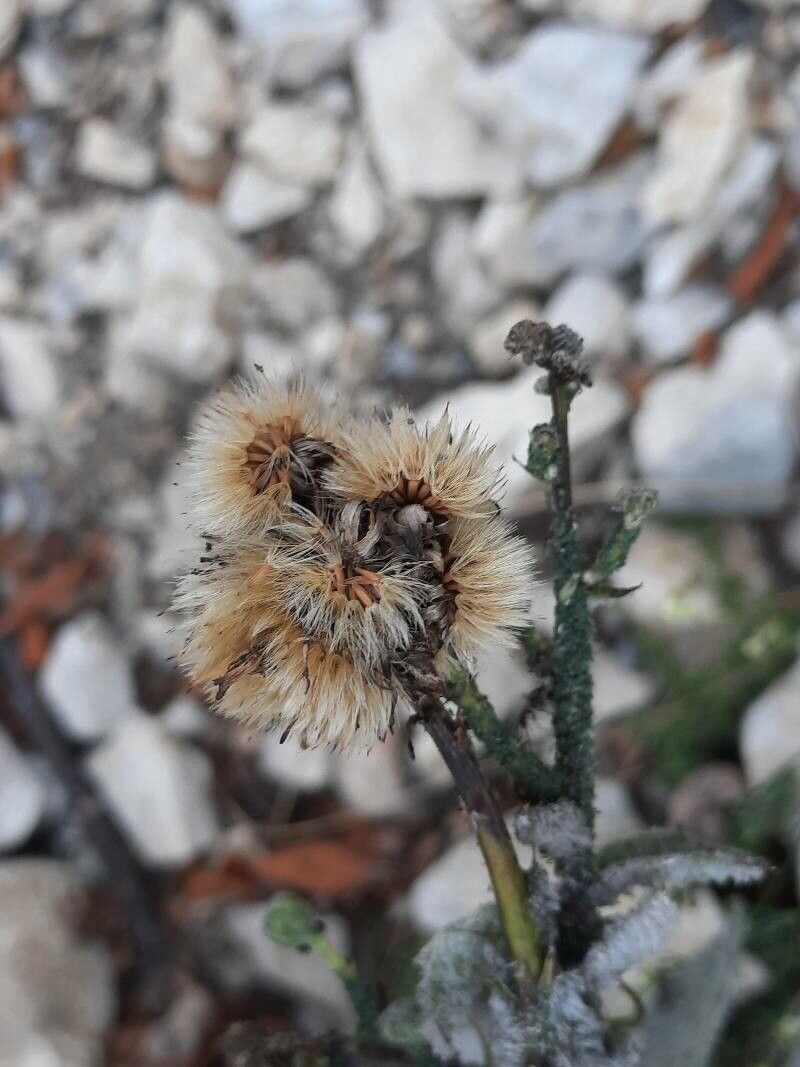 Hieracium tomentosum fruit