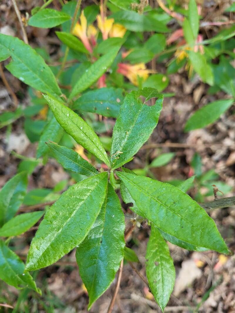 Rhododendron austrinum leaf