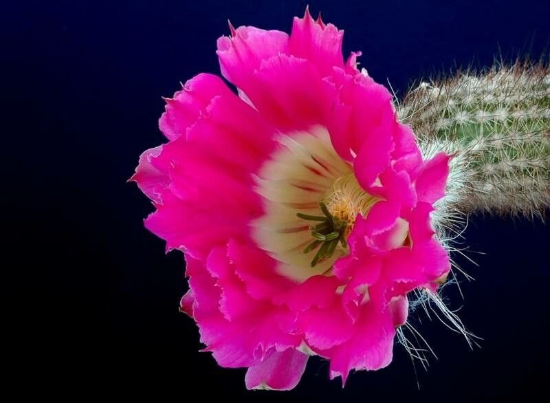 Echinocereus chisoensis flower