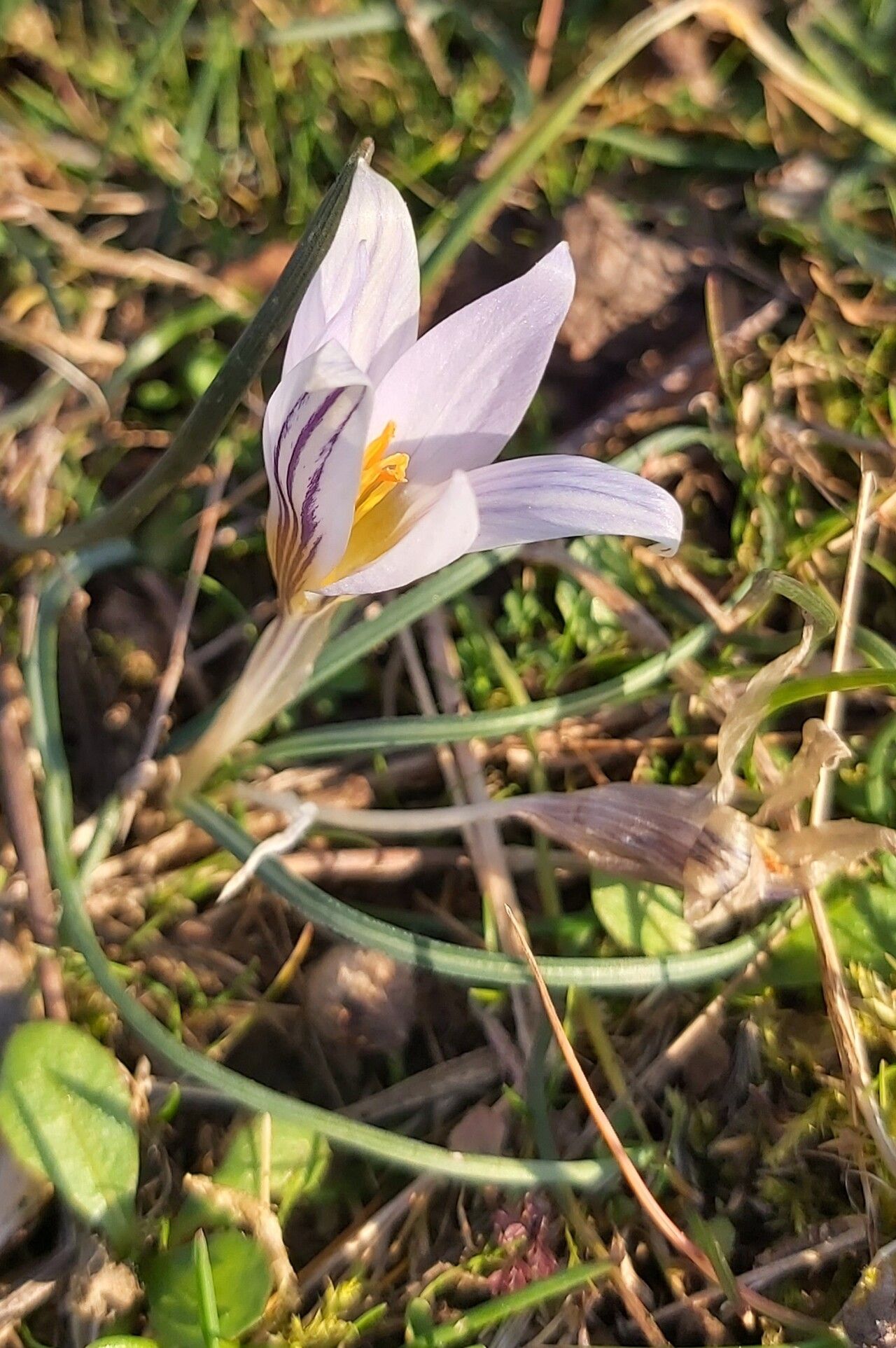 Crocus adamioides