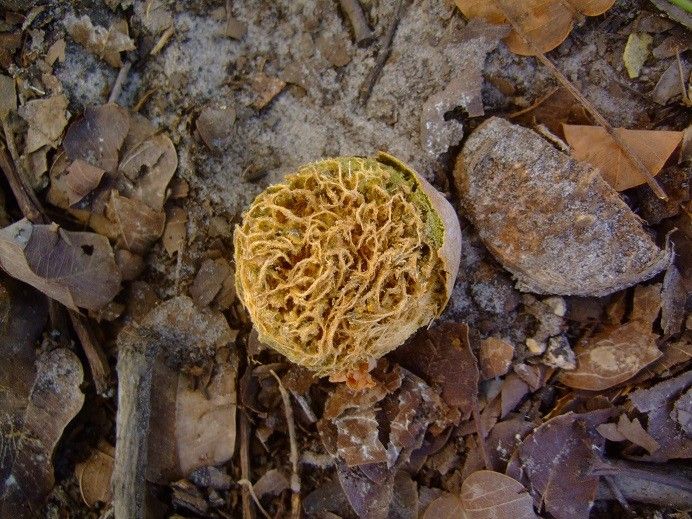 Detarium senegalense flower