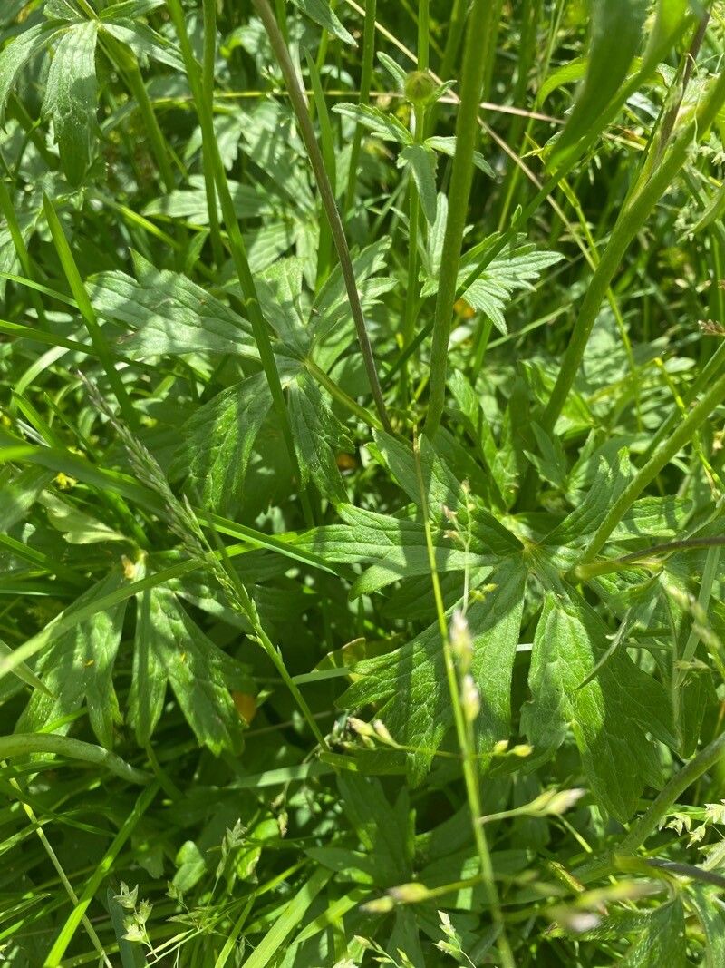 Ranunculus macrophyllus — search result for 'Ranunculus'