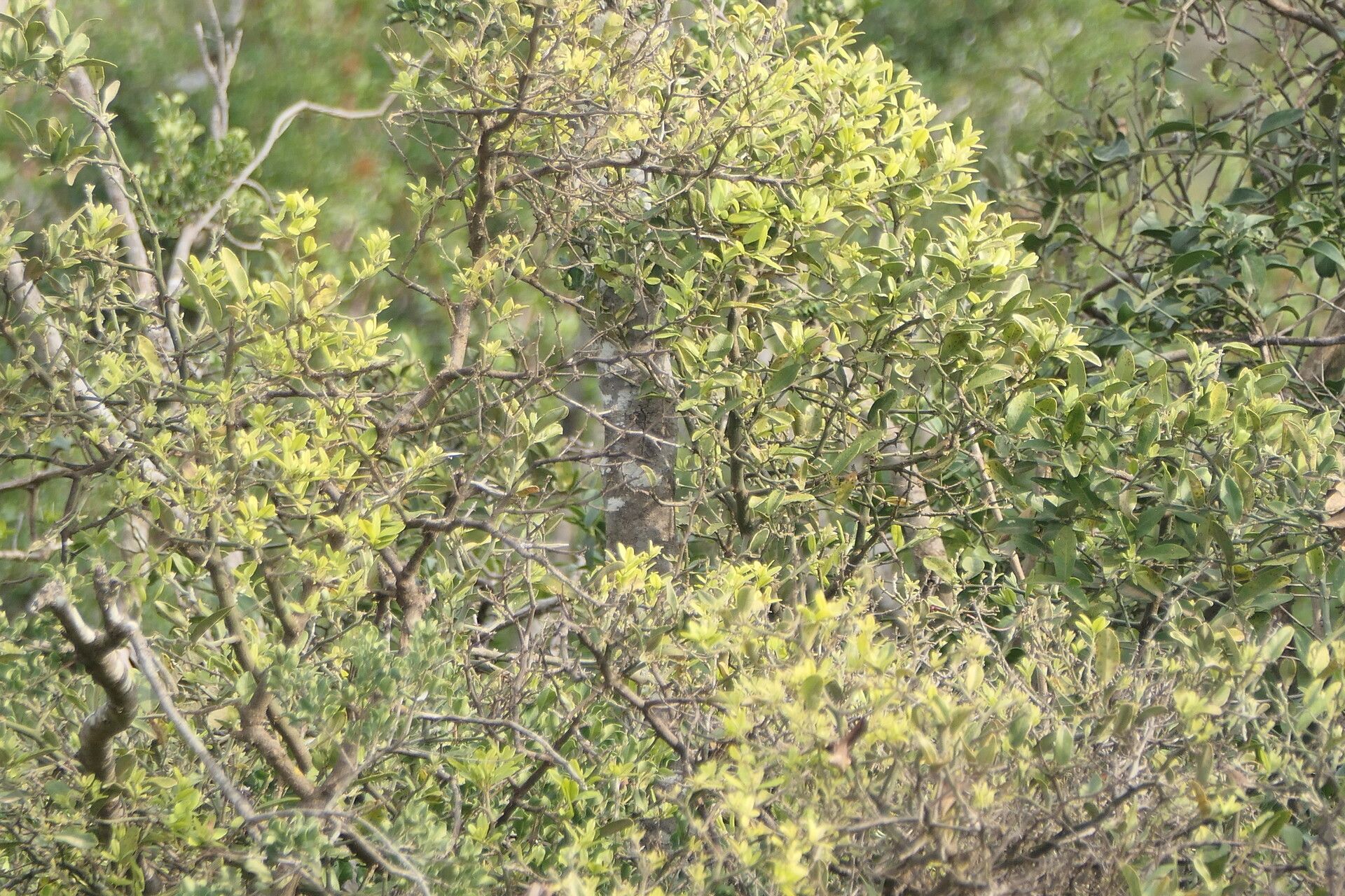 Capparis sepiaria bark