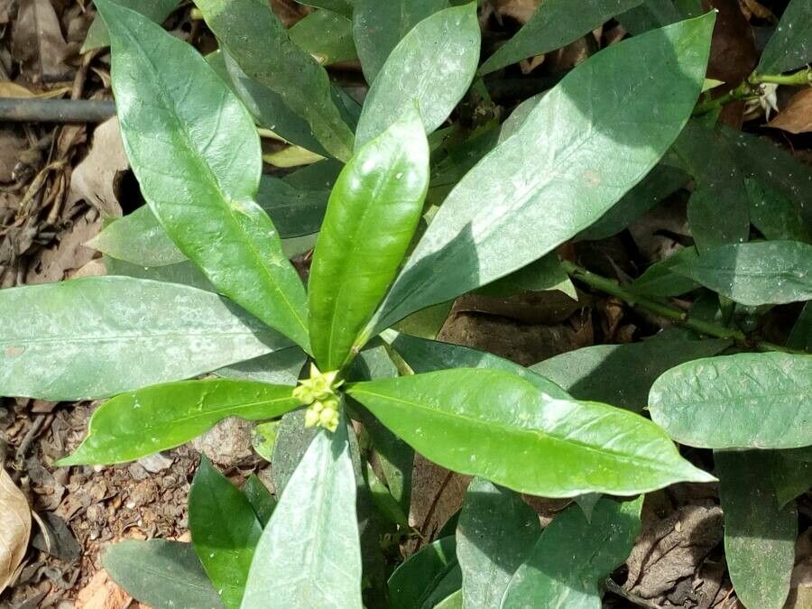 Thevetia ahouai leaf