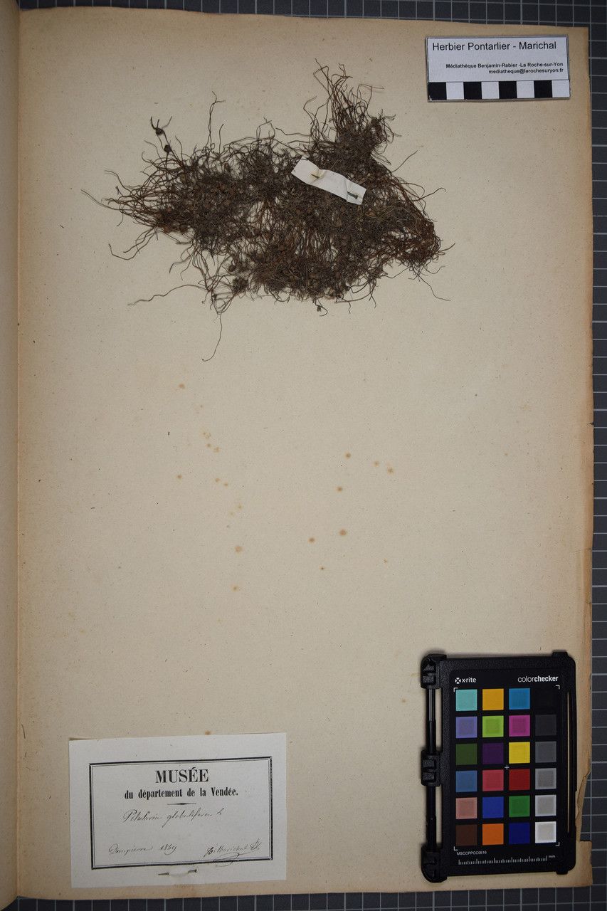 Pilularia globulifera other