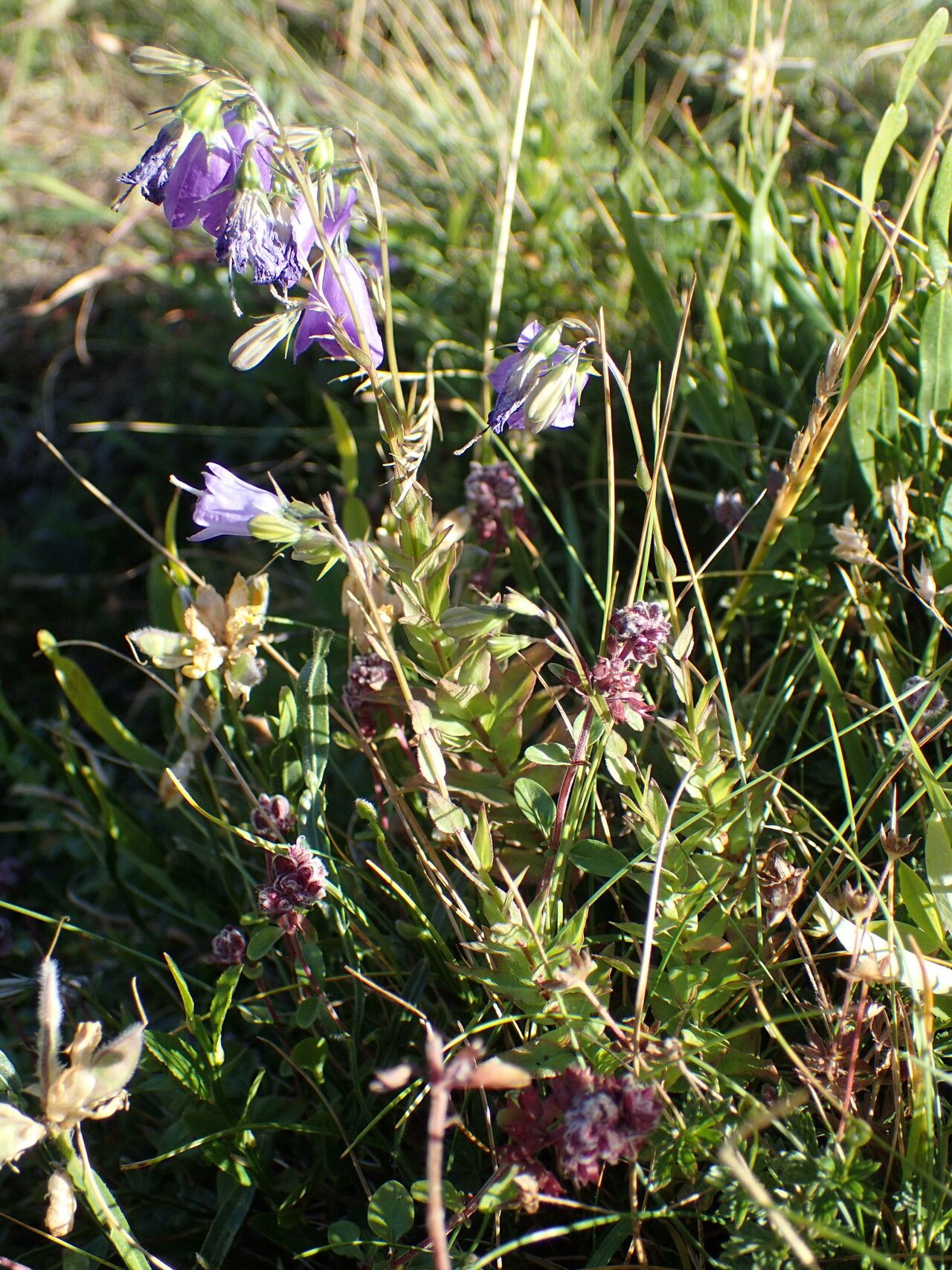 Campanula precatoria habit