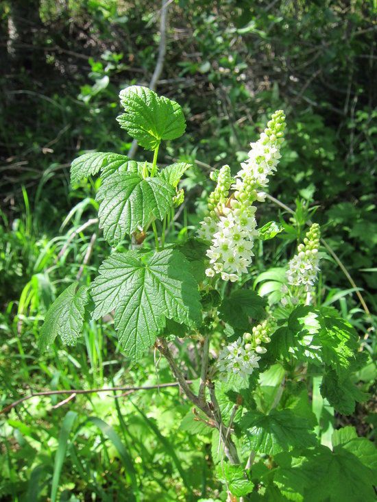 Ribes hudsonianum — search result for 'Alaska'