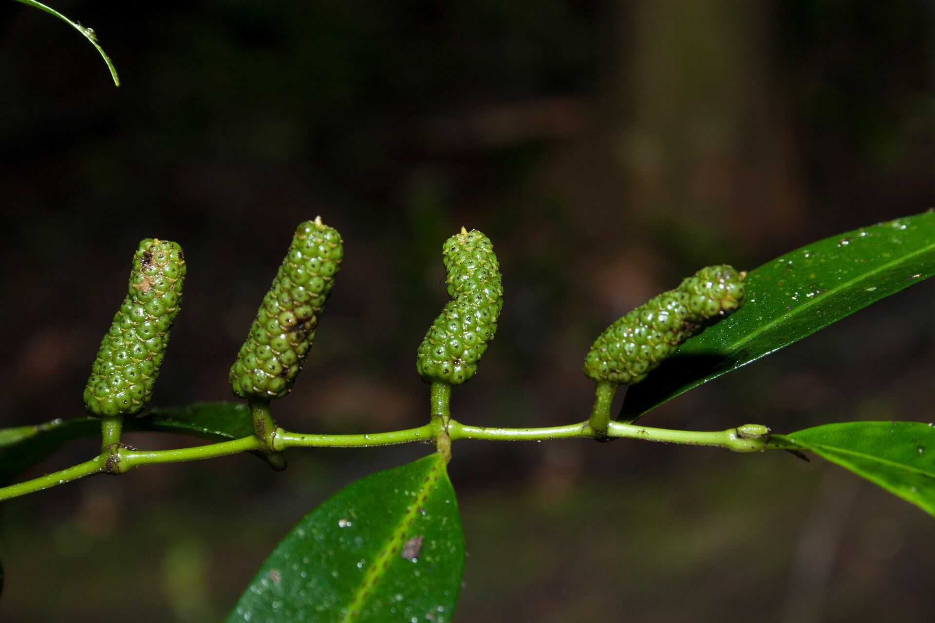 Piper eucalyptifolium fruit
