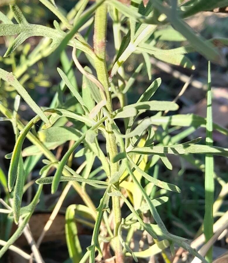 Helenium radiatum — search result for 'Helenium'