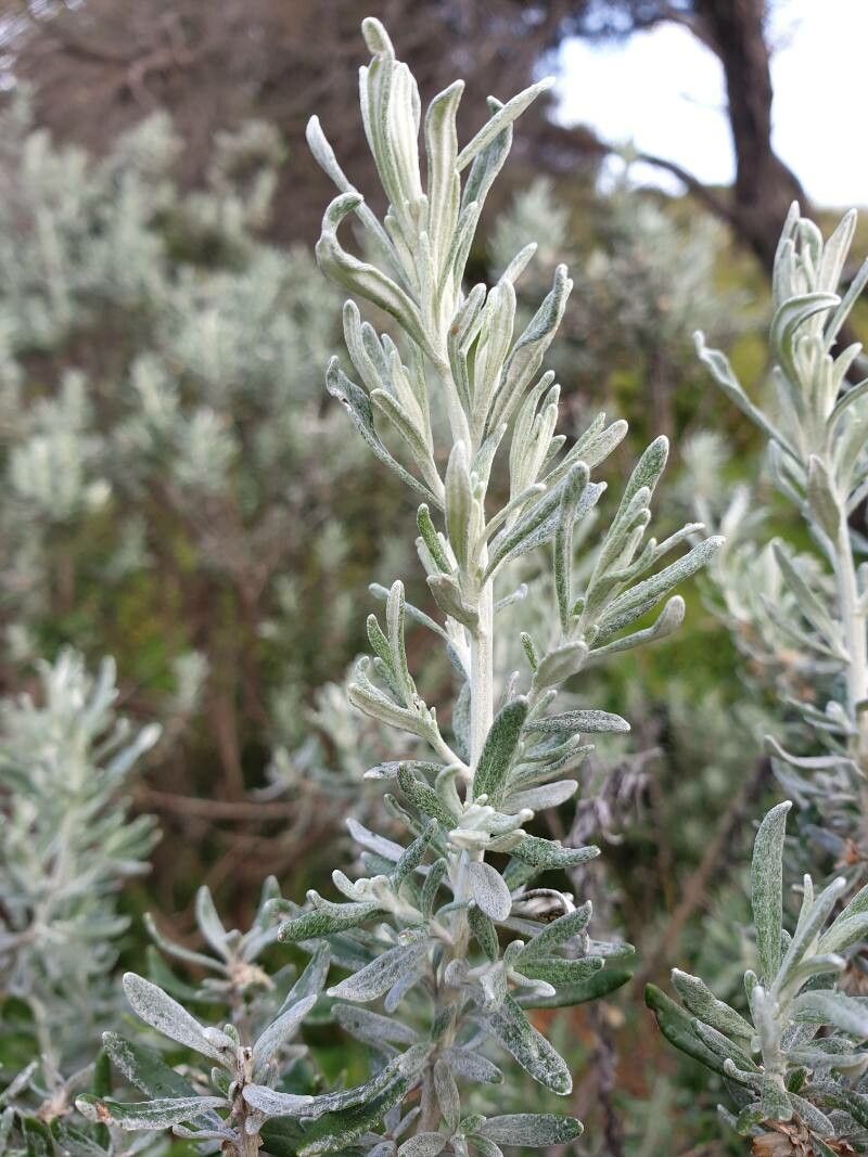 Olearia axillaris — search result for 'Olearia'