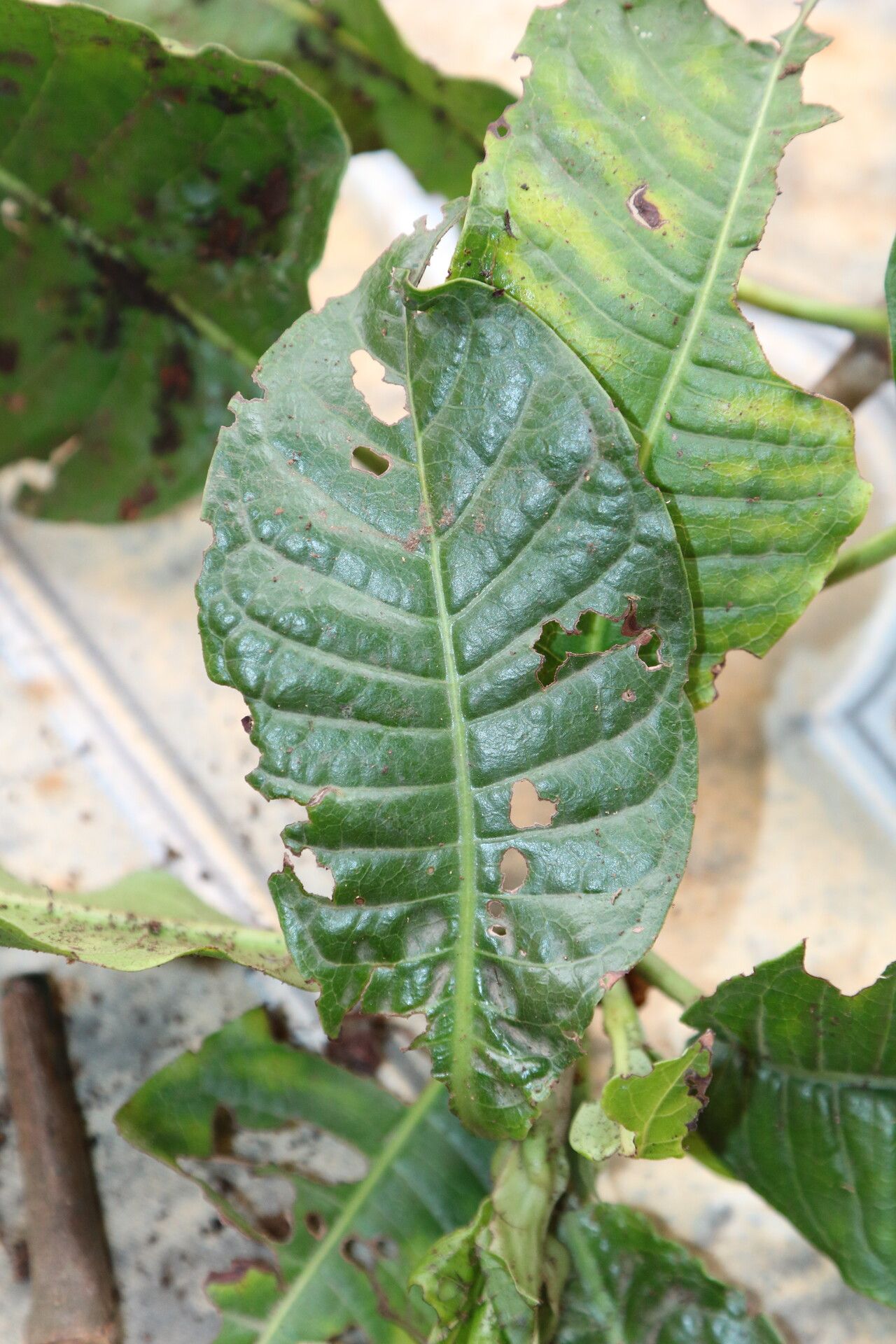 Psychotria altimontana leaf