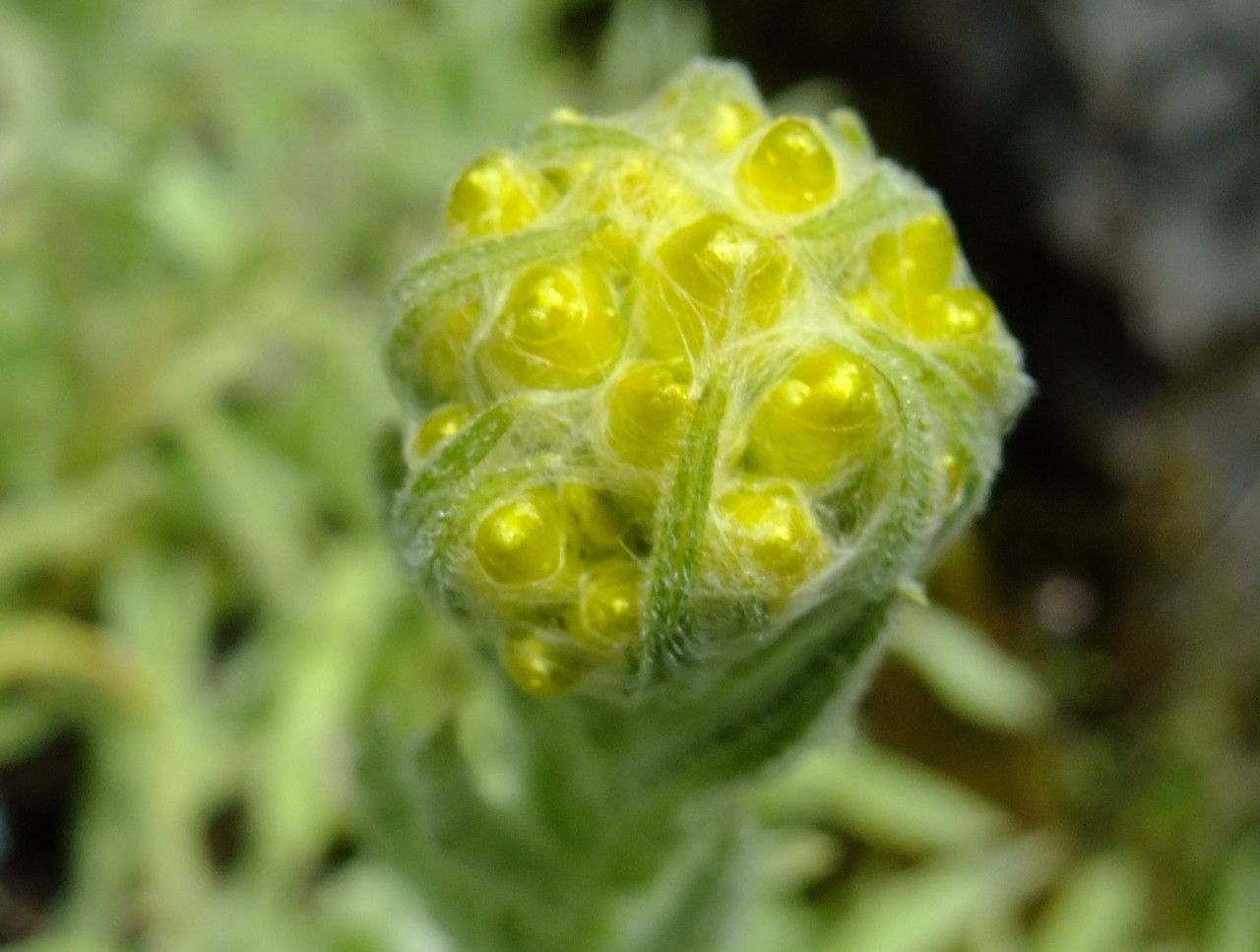 Helichrysum graveolens flower