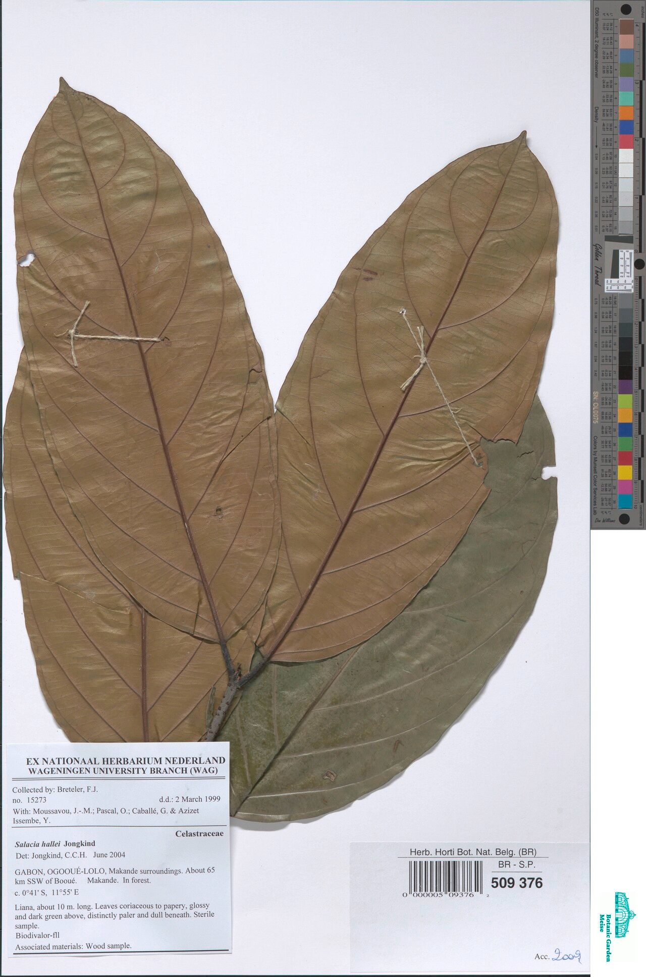 Salacia hallei — houseplant care guide