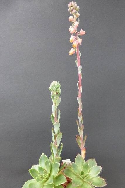 Echeveria helmutiana habit