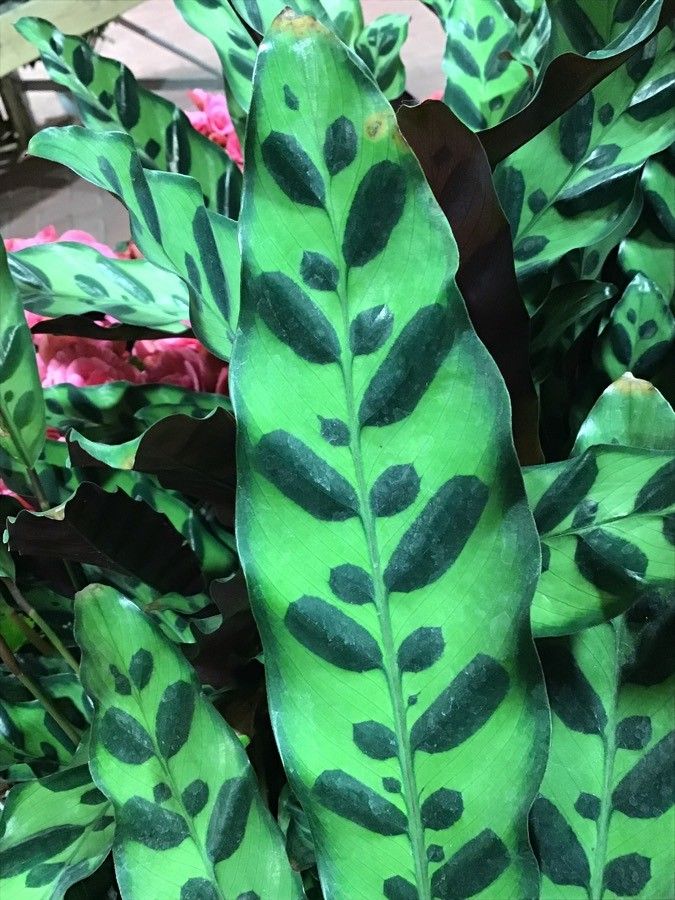 Calathea crotalifera