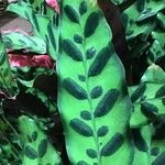 Calathea crotalifera