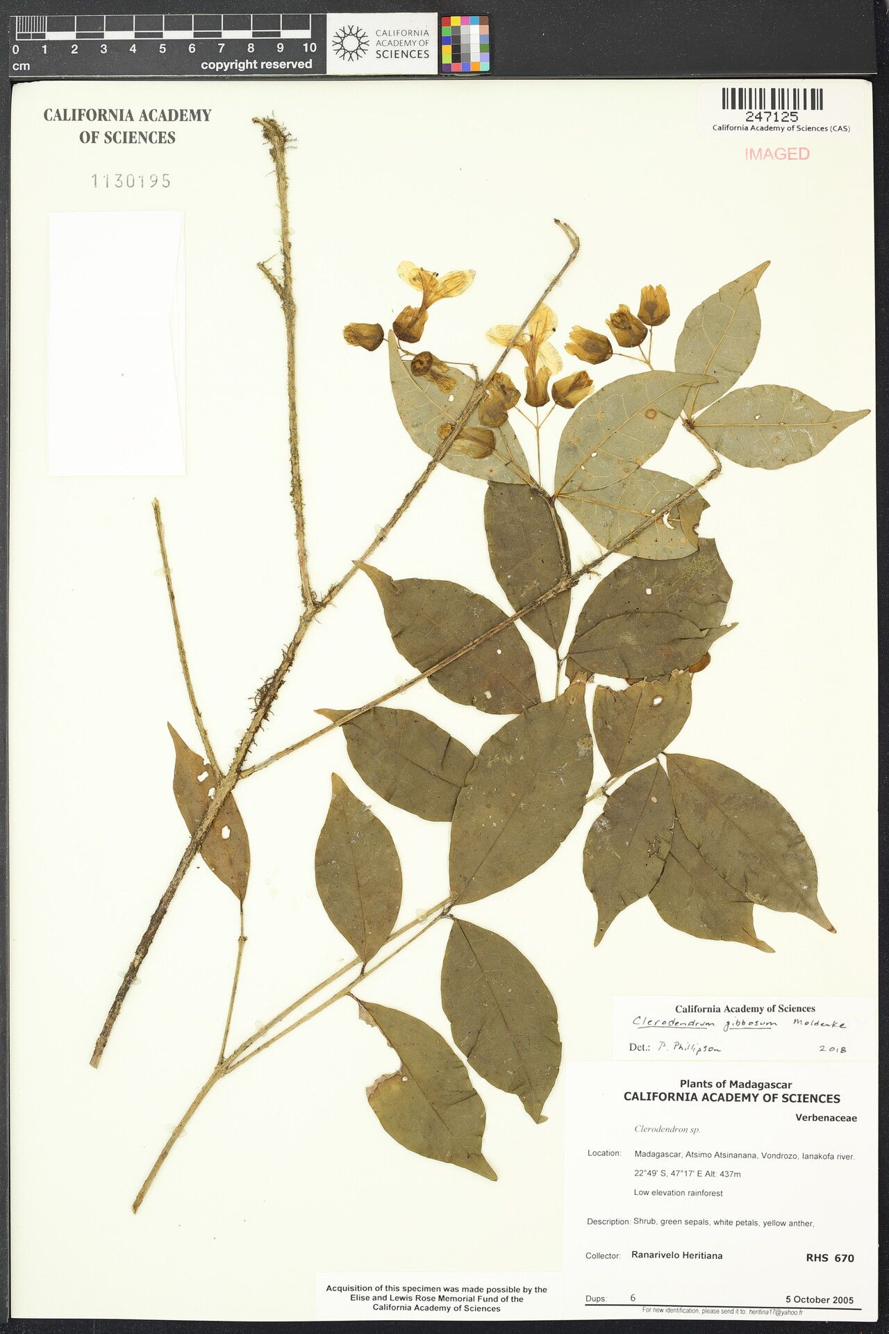 Clerodendrum gibbosum — houseplant care guide