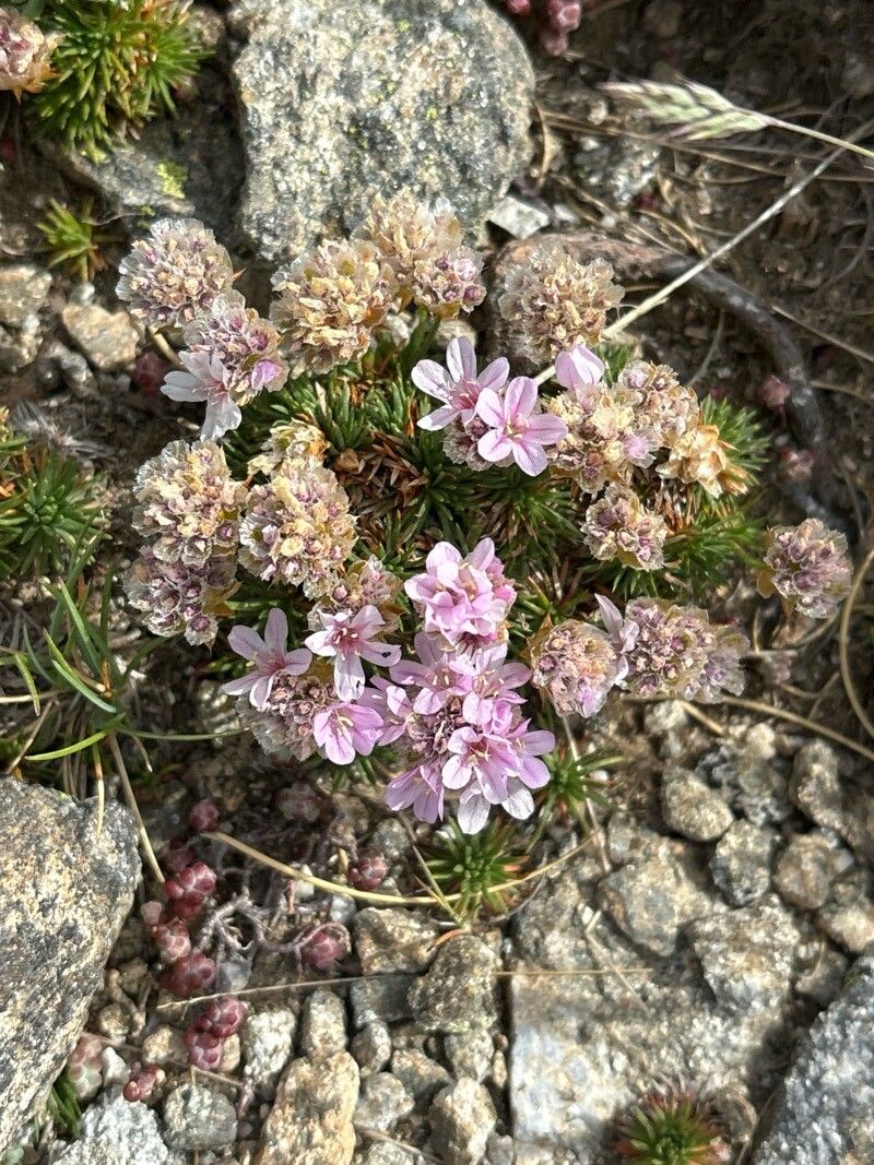 Armeria caespitosa flower
