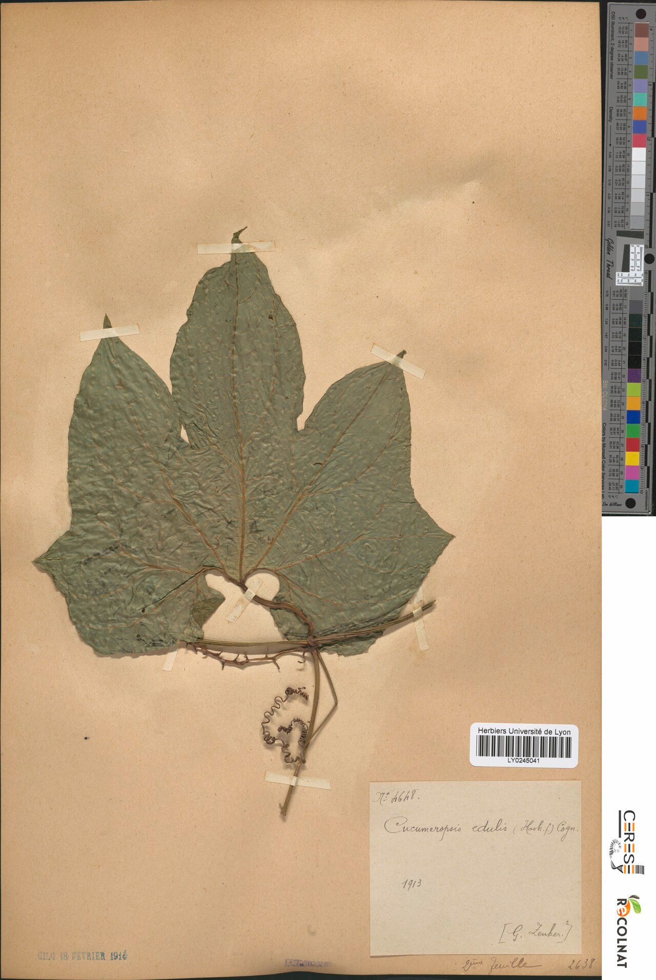 Melothria sphaerocarpa leaf