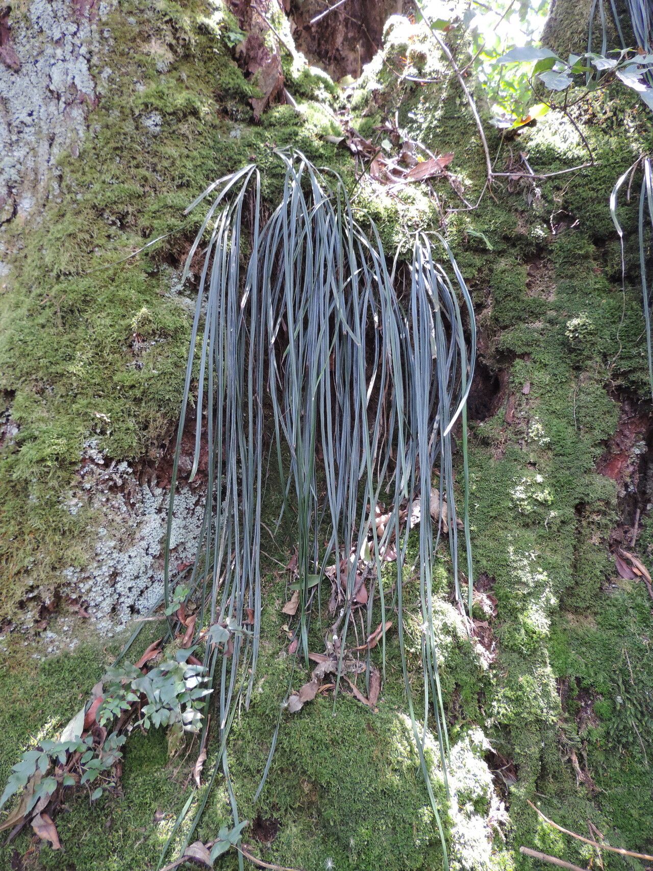 Haplopteris reekmansii leaf