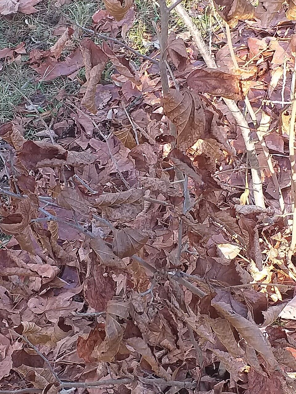 Hamamelis vernalis leaf