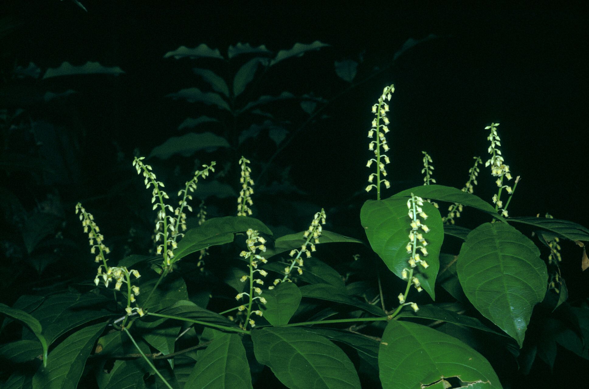 Rinorea flavescens — houseplant care guide