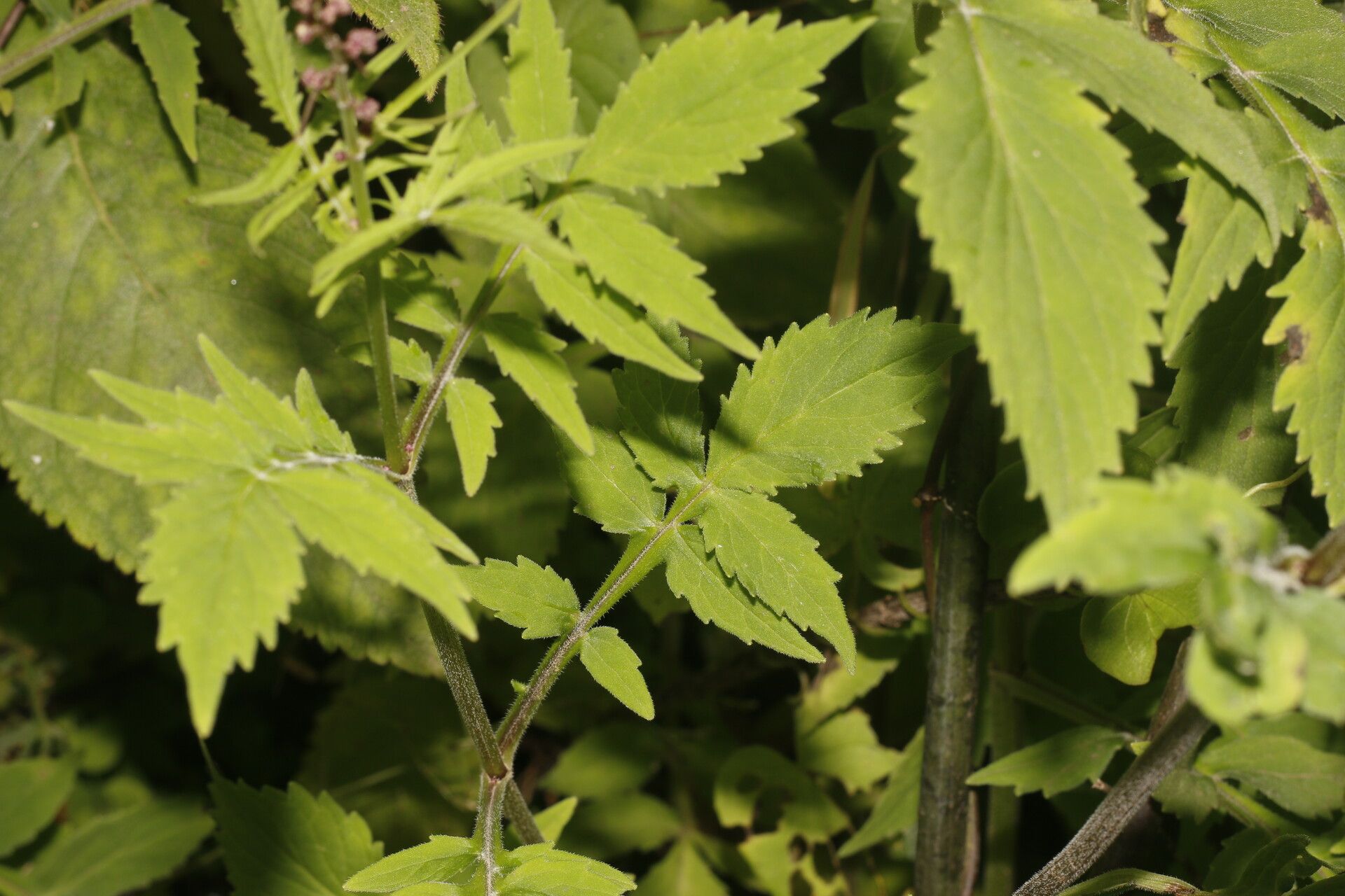 Valeriana palmeri habit