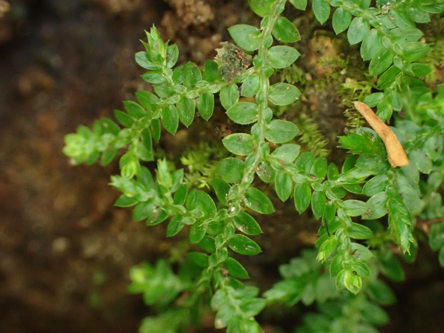 Selaginella rotundifolia — search result for 'Selaginella'