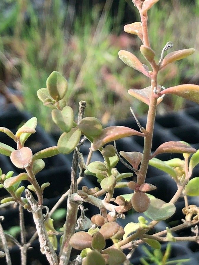 Linaria triphylla — search result for 'Linaria'